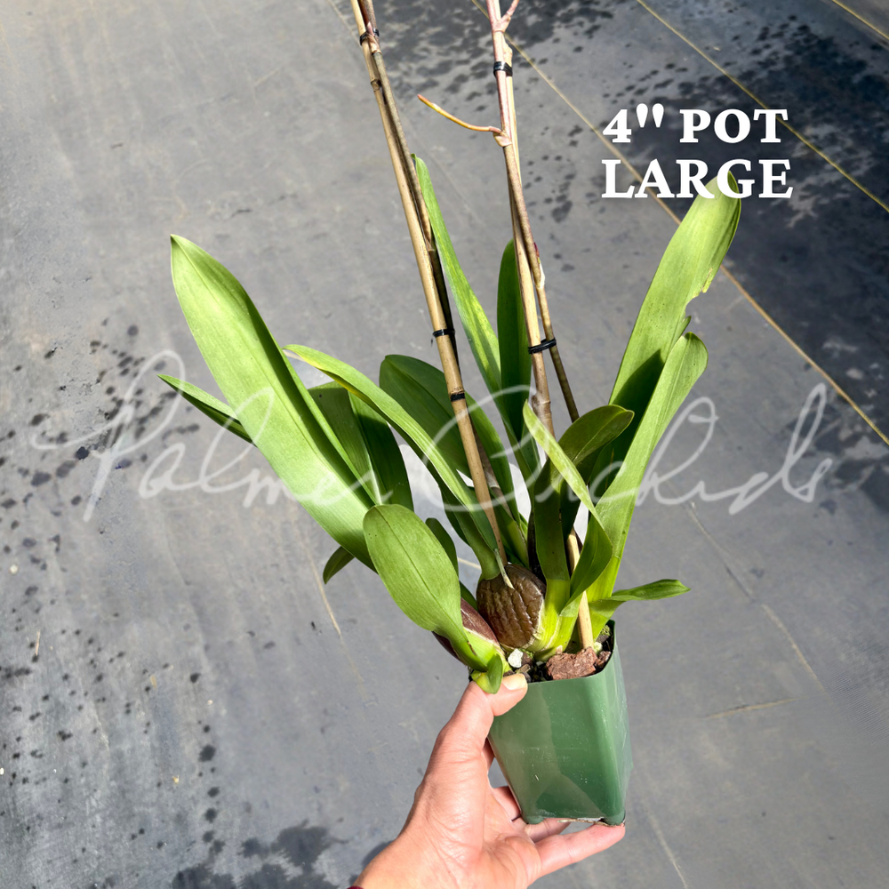 Onc. Lisa Devos — Palmer Orchids